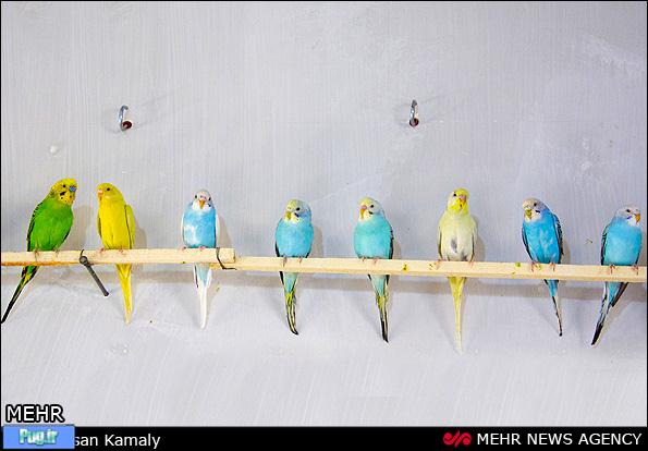 پرندگان زینتی
