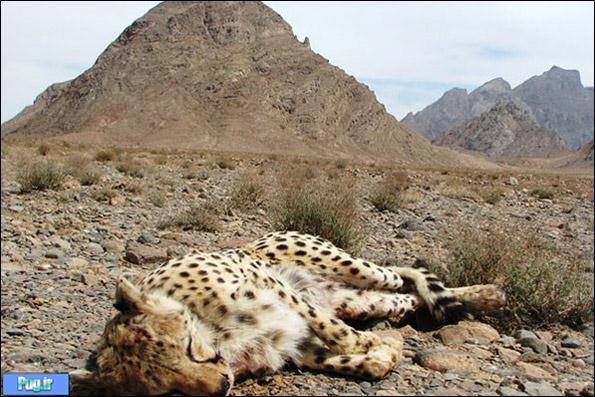 مرگ ۲۷ یوزپلنگ ایرانی