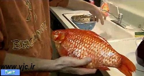 ماهی قرمز 1.5 کیلویی 