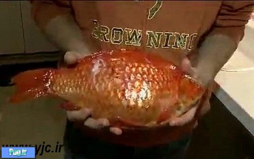 ماهی قرمز 1.5 کیلویی 