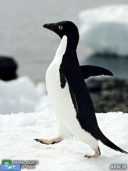 پنگوئن‌های دوست‌داشتنی