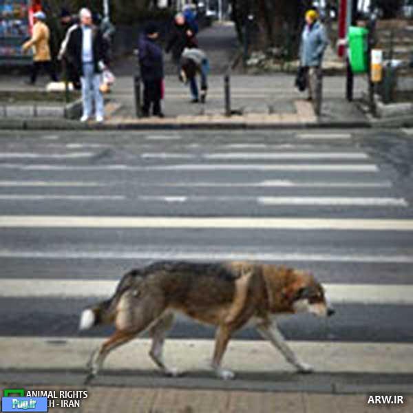 سگی با ادب تر از عابرین پیاده 