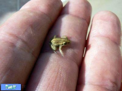 کوچکترین-جانور-مهره-دار دنیا