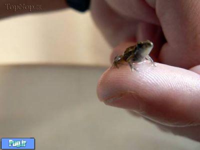 کوچکترین-جانور-مهره-دار دنیا