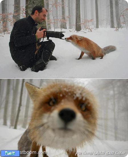 روباه فضول 