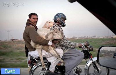 حیوانات در ایران !
