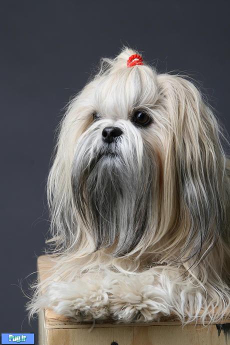 10 نژاد برتر سگ برای زندگی در آپارتمان