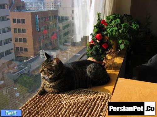   معرفی بهترین نژاد گربه ها برای آپارتمان نشینان (ترجمه)