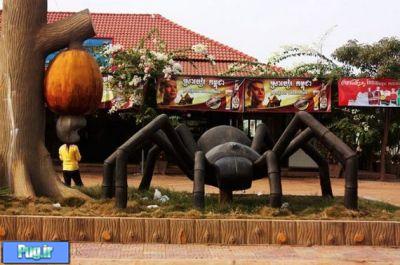 عنکبوت خوری کامبوجی ها ! 