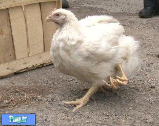 اولین مرغ چهار پا در کشور! + عکس