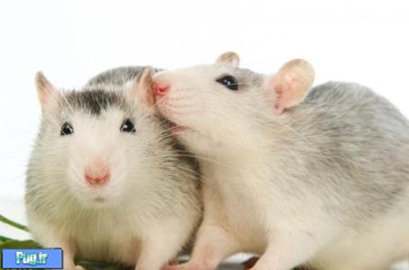 چرا موش ها صورت یکدیگر را بو می کنند؟
