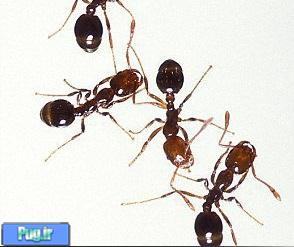 مورچه ها دشمن را بو میکشند 