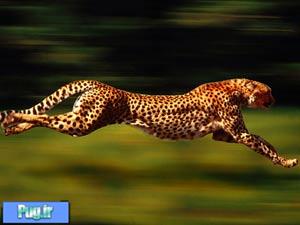 سریعترین حیوانات دنیا
