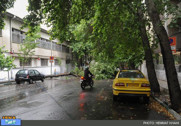 قطع شدن درختان تهران بر اثر طوفان