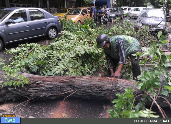 قطع شدن درختان تهران بر اثر طوفان