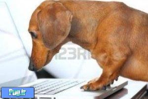 طراحی رایانه برای سگ‌ها!