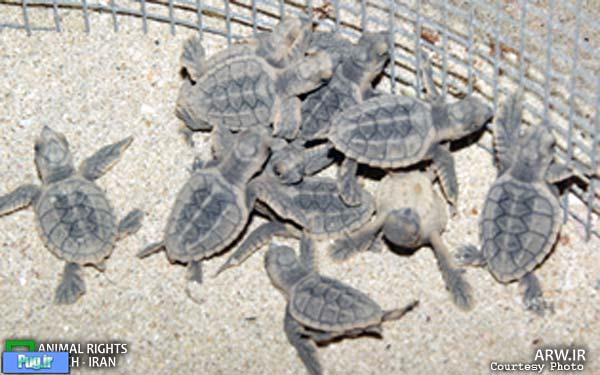 تولد بیش از ۸۰۰ لاک‌پشت عقابی