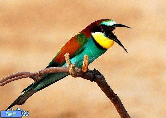 زیباترین پرندگان دنیا