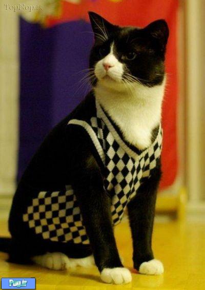 گربه های با لباس 