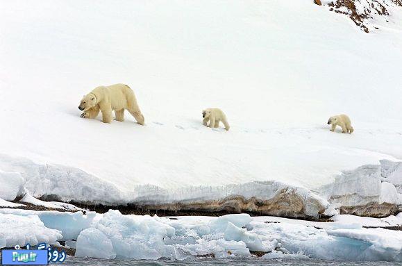  تلاش توله خرس قطبی 
