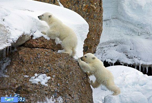  تلاش توله خرس قطبی 