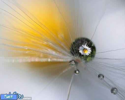تلألو گل در یک قطره آب
