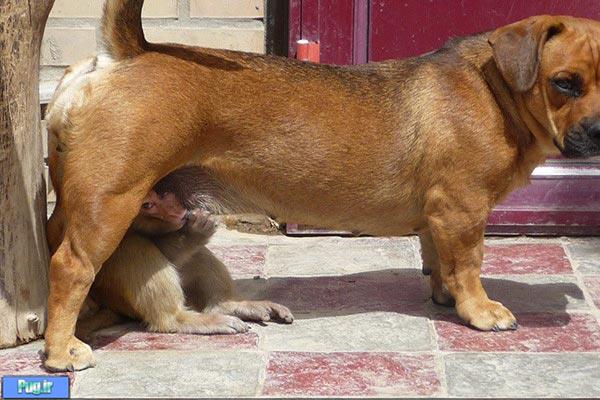 حمایت سگ از بچه میمون