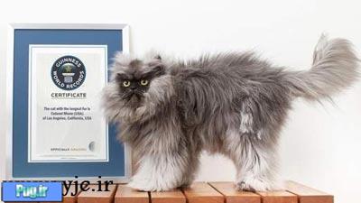 گربه‌ای که با موهایش رکورد شکست +عکس