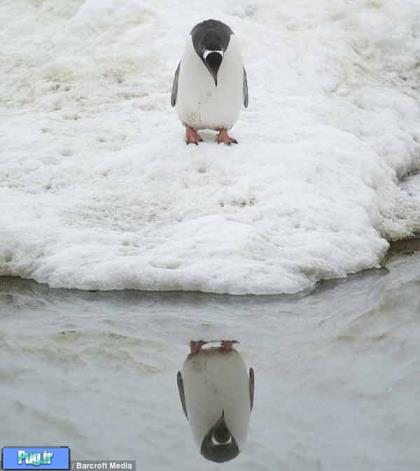  پنگوئن خودشیفته