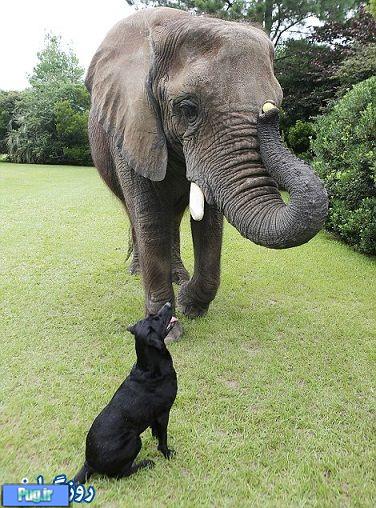 بازی فیل و سگ 