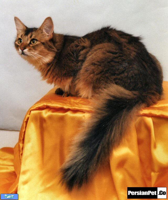 گربه سومالی 