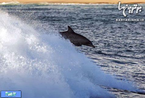 مسابقه موج‌سواری انسان و دلفین
