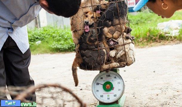 فروش گوشت سگ در ویتنام 