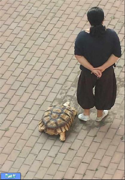 پیاده‌روی یک زن با لاک‌پشت/تصاویر