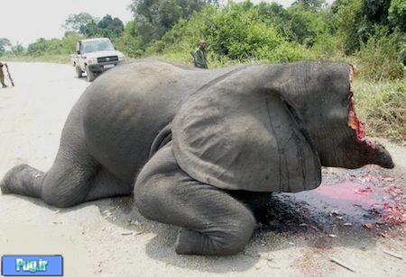 کشتار فیل ها در زیمباوه