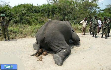 کشتار فیل ها در زیمباوه