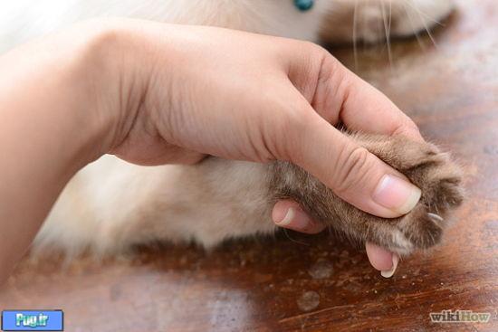 کوتاه کردن ناخن گربه (ترجمه )