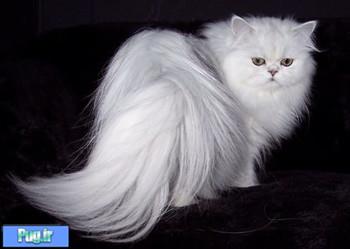 گربه ایرانی در مقام چهارم گرانترین گربه+عکس