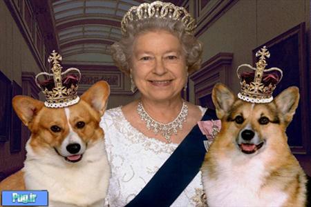 ملکه انگستان و سگ هایش 