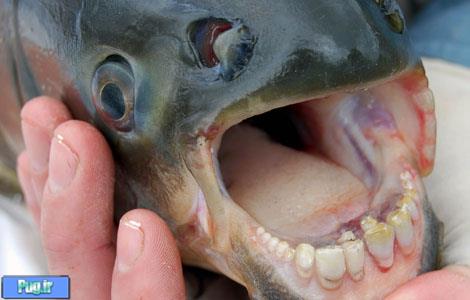 ماهی با دندان انسان 