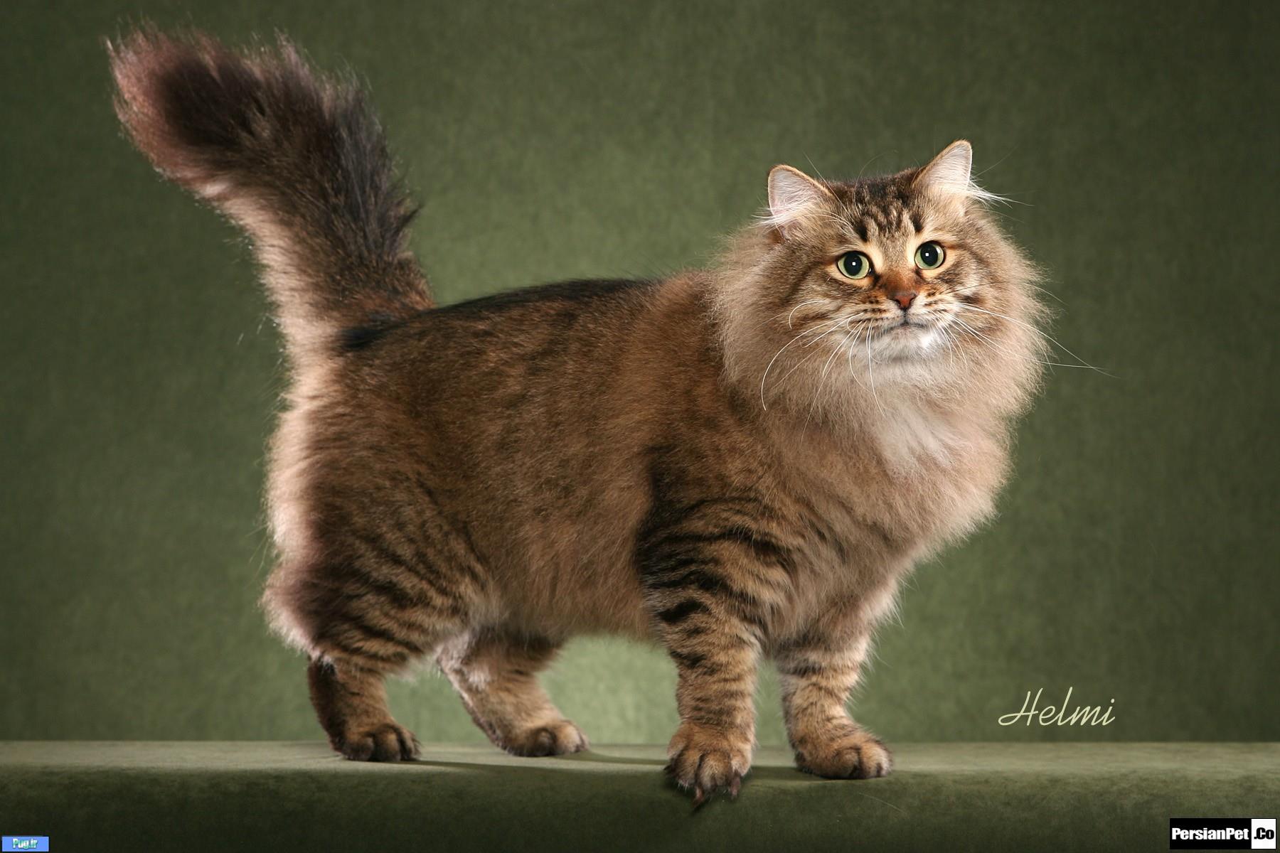 نژاد گربه Siberian Forest