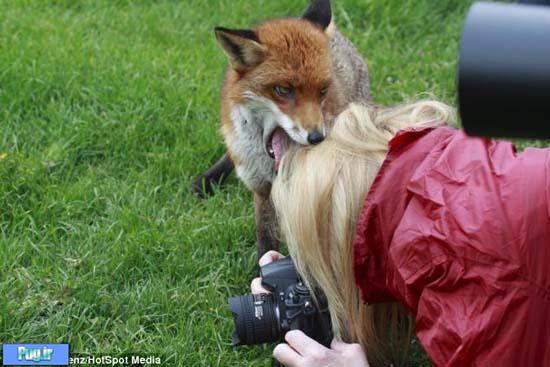 صحنه حمله روباه به دختر عکاس