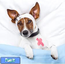 مراقبت های بعد از جراحی برای سگ شما