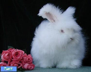 این خرگوش زیبا 
