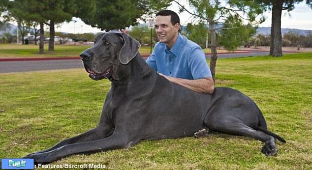 بلندقد ترین سگ جهان مرد