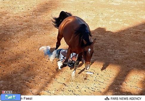  اسب‌های اصیل ایرانی در شیراز