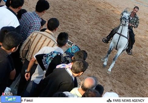  اسب‌های اصیل ایرانی در شیراز
