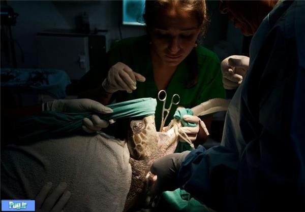 جراحی لاک‌پشت‌های در حال انقراض