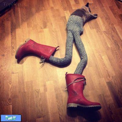 گربه پا دراز 
