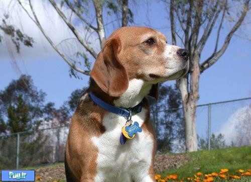 معرفی سگ نژاد بیگل - نژاد Beagle